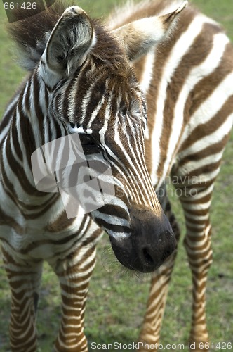 Image of zebra