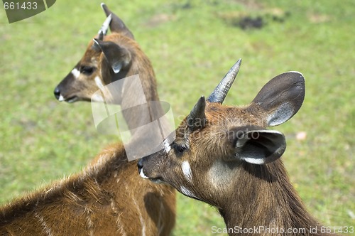 Image of antelope