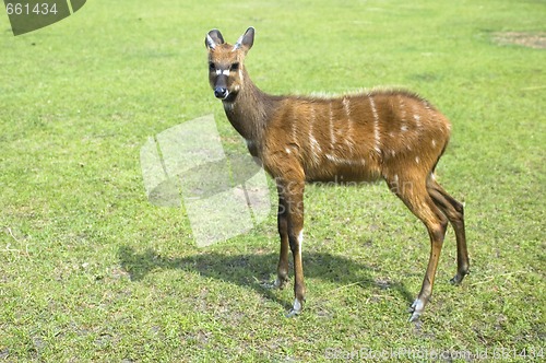 Image of antelope