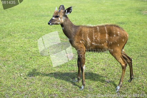 Image of antelope