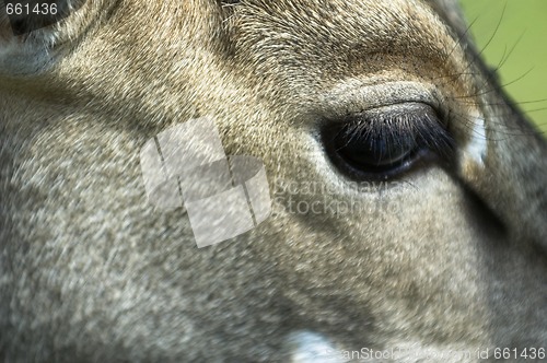 Image of antelope eye