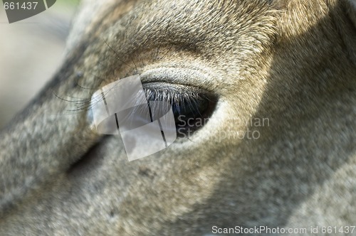 Image of antelope eye