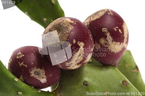 Image of Prickly pear cactus ( Opuntia ficus-indica ) with red fruits