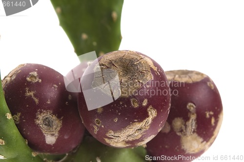 Image of Prickly pear cactus ( Opuntia ficus-indica ) with red fruits