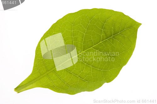 Image of green tobacco leaf isolated on the white background