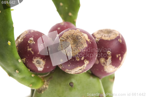 Image of Prickly pear cactus ( Opuntia ficus-indica ) with red fruits