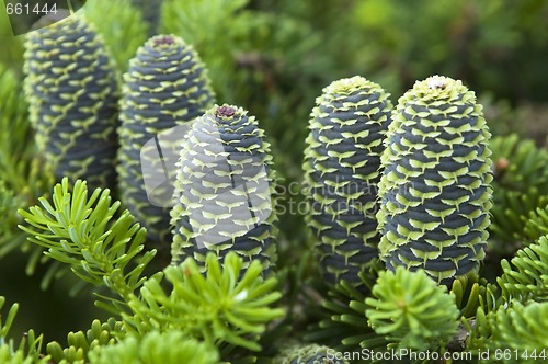 Image of pine branch with cone