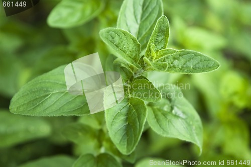 Image of growing herbs. mint