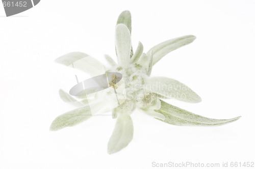 Image of edelweiss