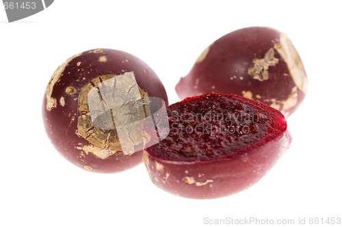 Image of Prickly pear cactus ( Opuntia ficus-indica ) with red fruits