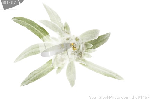 Image of edelweiss