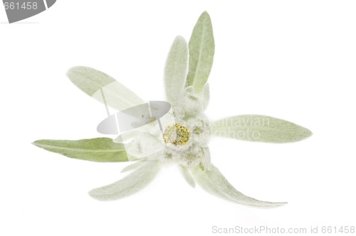 Image of edelweiss