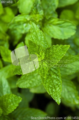 Image of growing herbs. mint