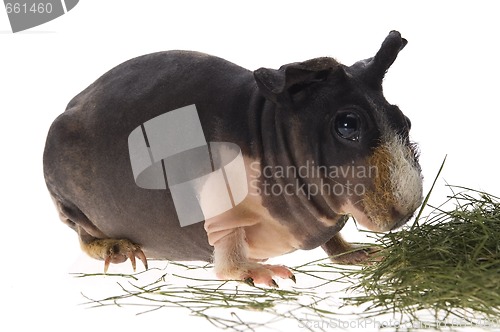 Image of skinny guinea pig on white background