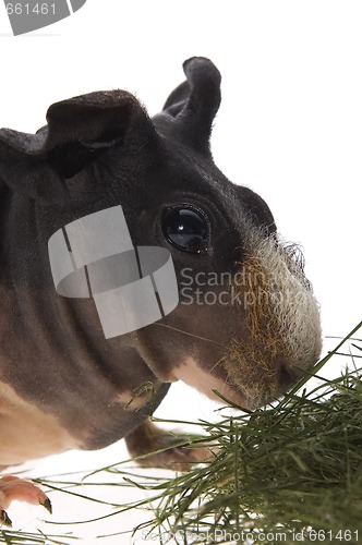 Image of skinny guinea pig on white background