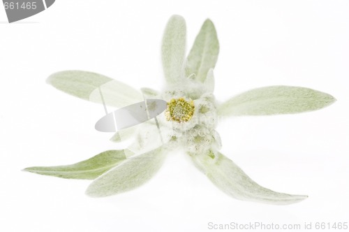 Image of edelweiss