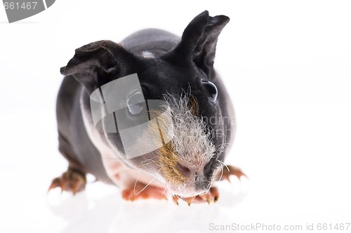 Image of skinny guinea pig on white background