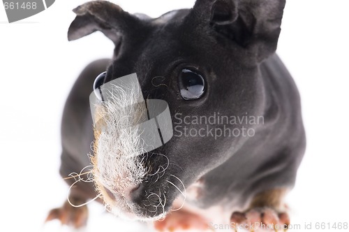 Image of skinny guinea pig on white background