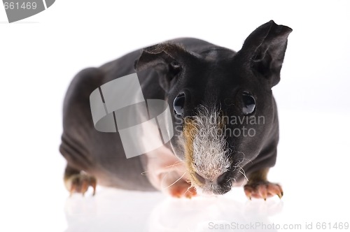 Image of skinny guinea pig on white background