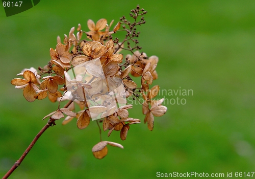 Image of Hydrangea in winter