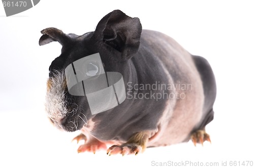 Image of skinny guinea pig on white background