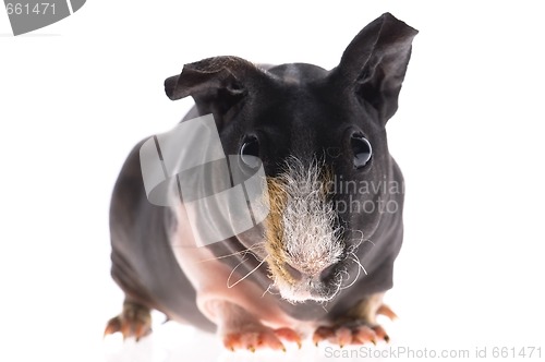 Image of skinny guinea pig on white background