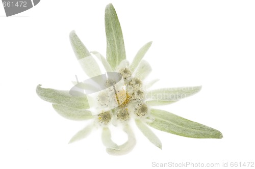 Image of edelweiss