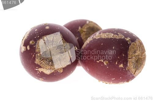 Image of Prickly pear cactus ( Opuntia ficus-indica ) with red fruits