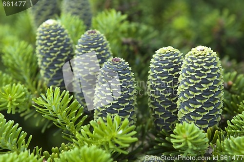 Image of pine branch with cone