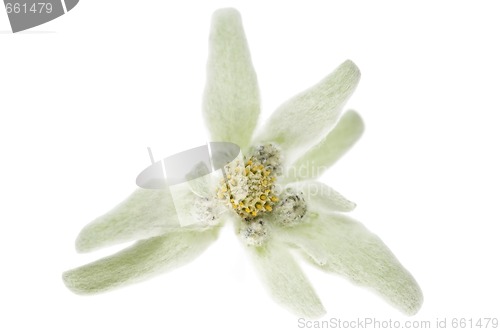 Image of edelweiss