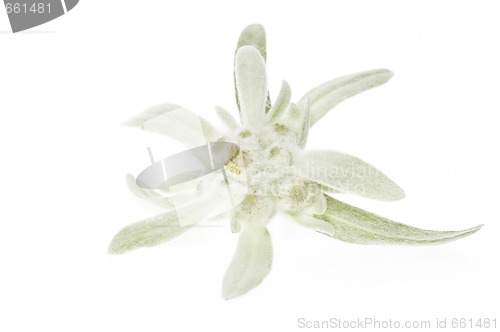 Image of edelweiss