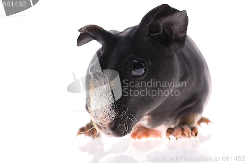 Image of skinny guinea pig on white background