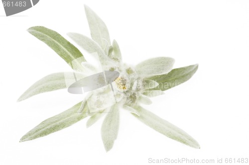 Image of edelweiss