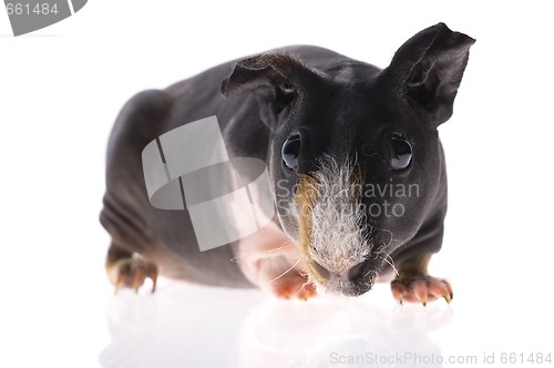 Image of skinny guinea pig on white background