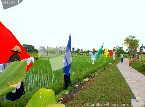 Image of Paddy Field