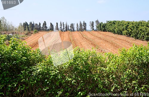 Image of Small trees in nursery garden landscape