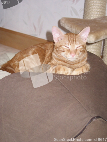 Image of a cat sleeping on a large bean bag