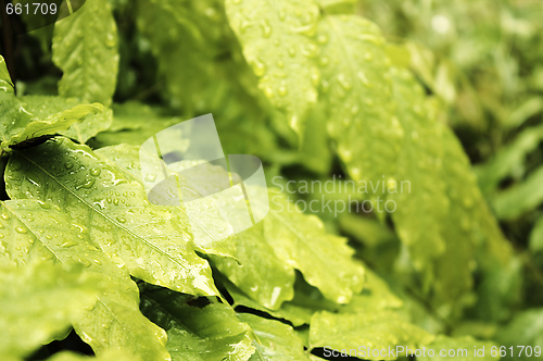 Image of Leaves