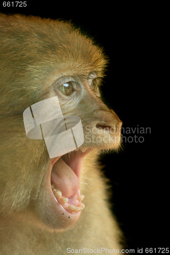 Image of monkey