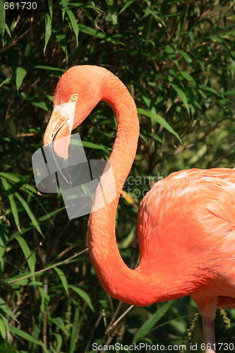 Image of red flamingo