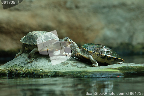 Image of two turtles and kiss