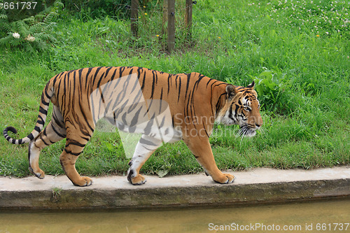 Image of tiger