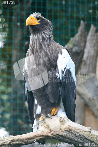 Image of eagle