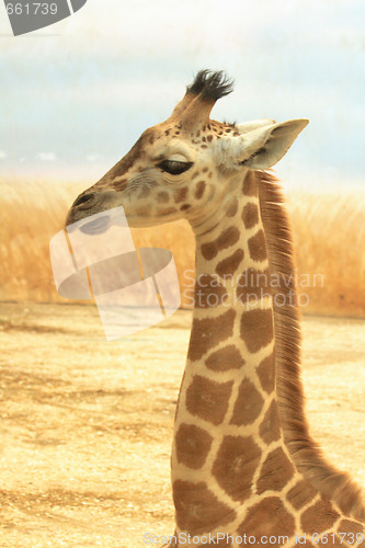 Image of giraffe