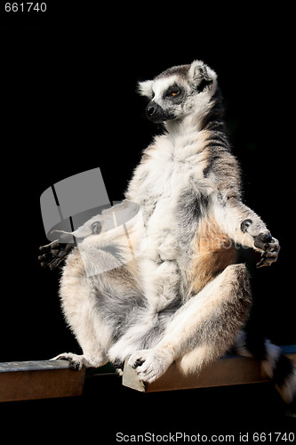 Image of lemur monkey 