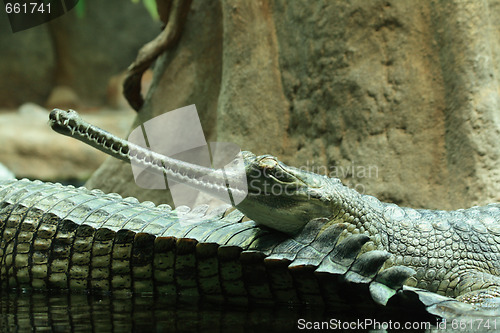 Image of aligator