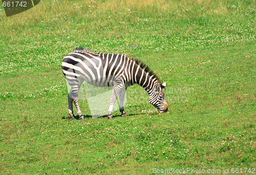 Image of zebra