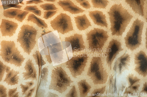 Image of giraffe background