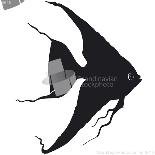 Image of black fish