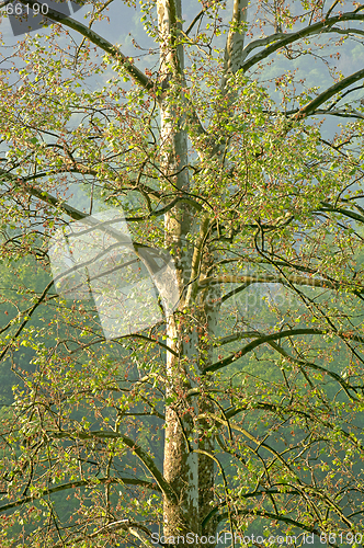 Image of American Sycamore Tree (Platanus occidentalis)